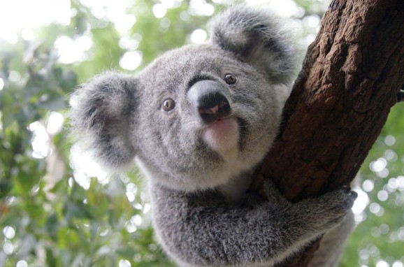 Lone Pine Koala Sanctuary - Accommodation Whitsundays